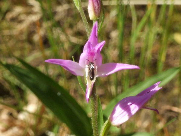 Céphalanthère rouge