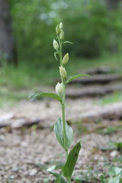 Céphalantère à grandes fleurs