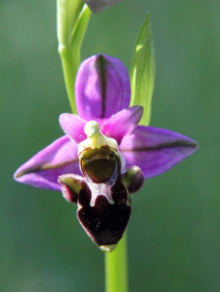 Ophrys abeille