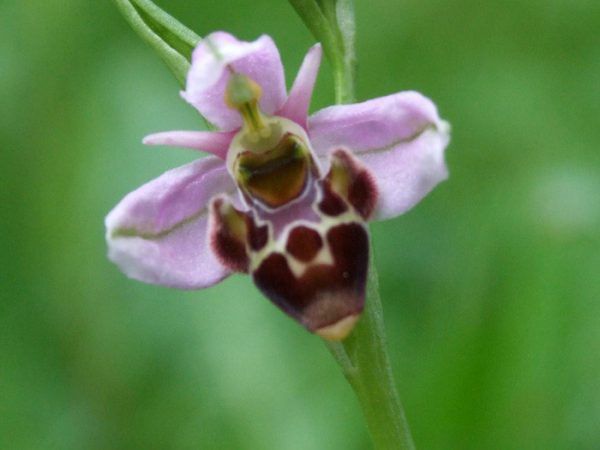 Ophrys bécasse