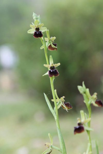 Ophrys araignée