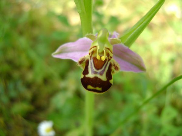 Ophrys bourdon