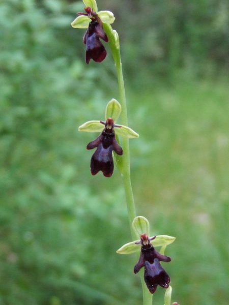 Ophrys mouche