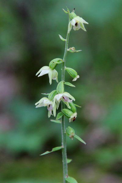 Epipactis à fleurs pendantes