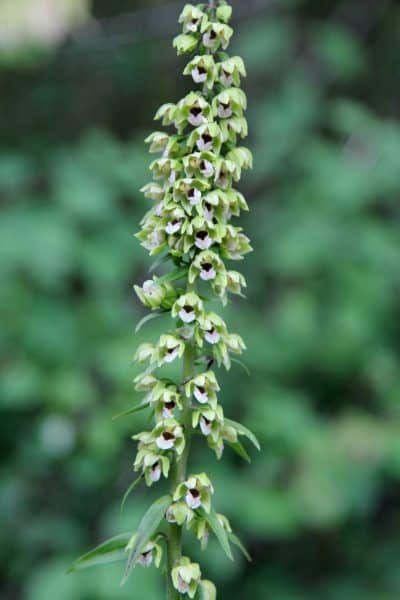 Epipactus à larges feuilles