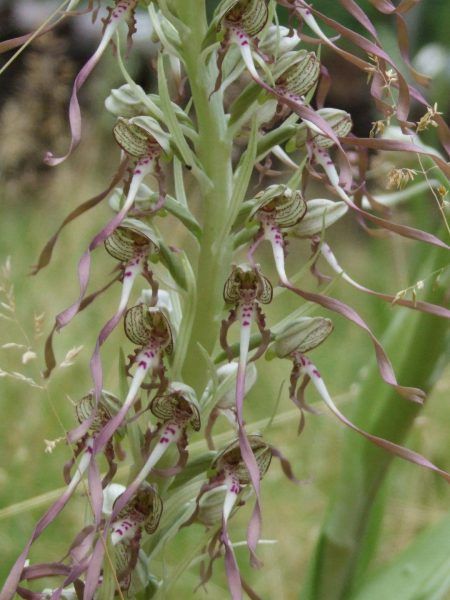 L’Orchis bouc