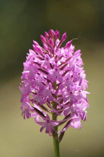 LÓrchis pyramidal