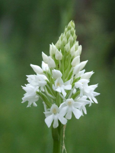 anacamptis pyramidalis